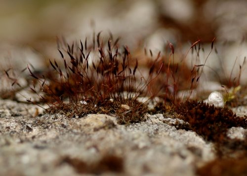 dry moss on old stone