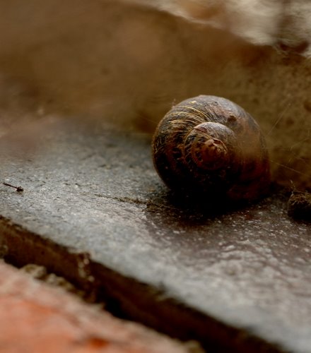 snail on wall 2