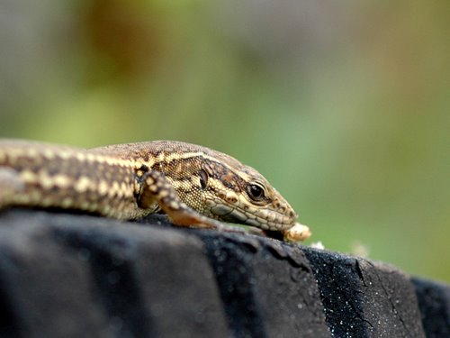 lizard 1(Lacerta vivipara)