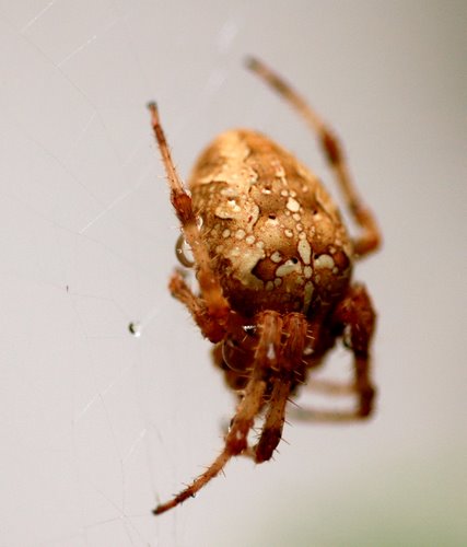 Araneus diadematus(european garden spider) 