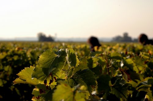 vendange- in the vineyard 